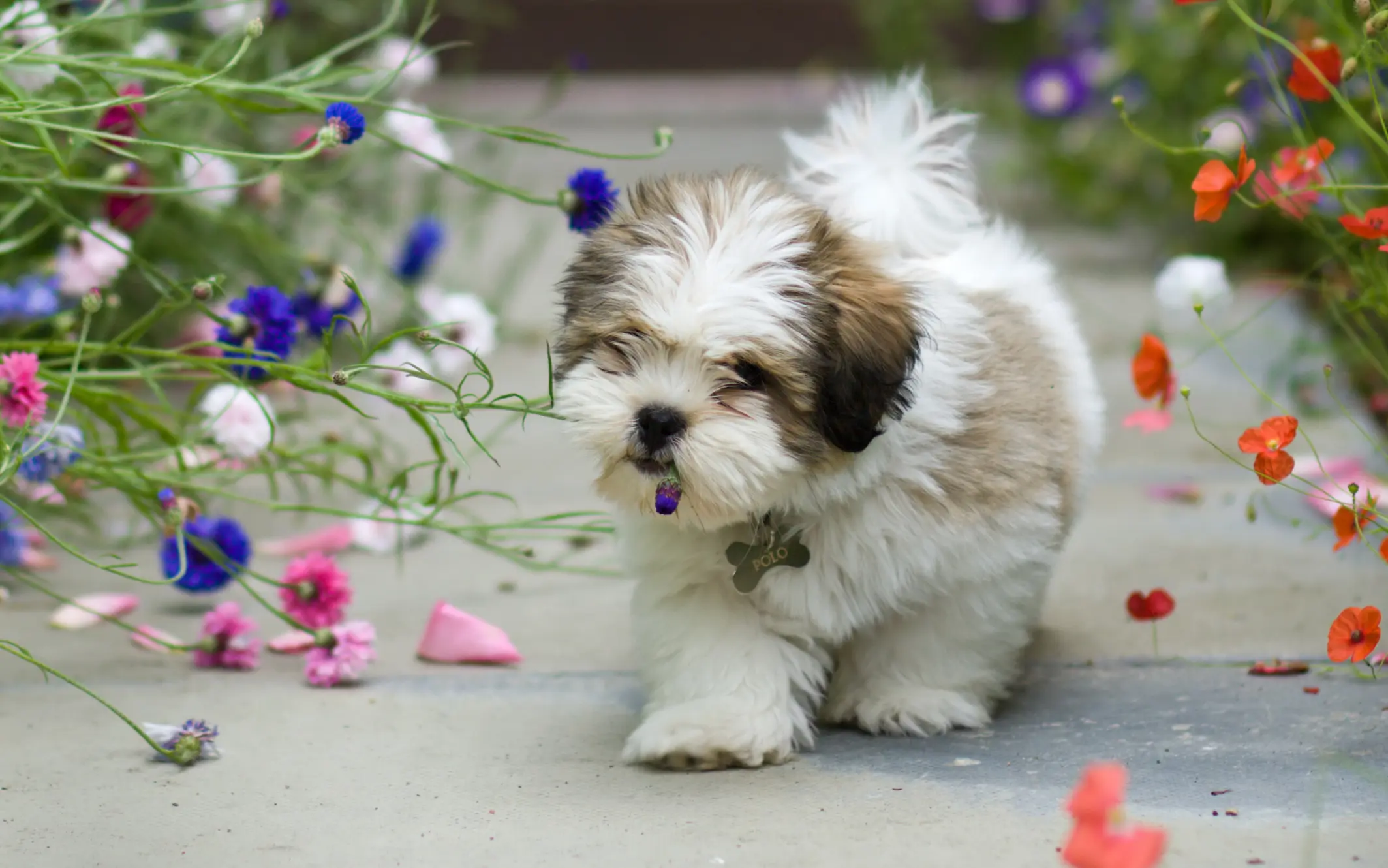 Lhasa Apso Welpe läuft über einen Weg zwischen bunten Blumen