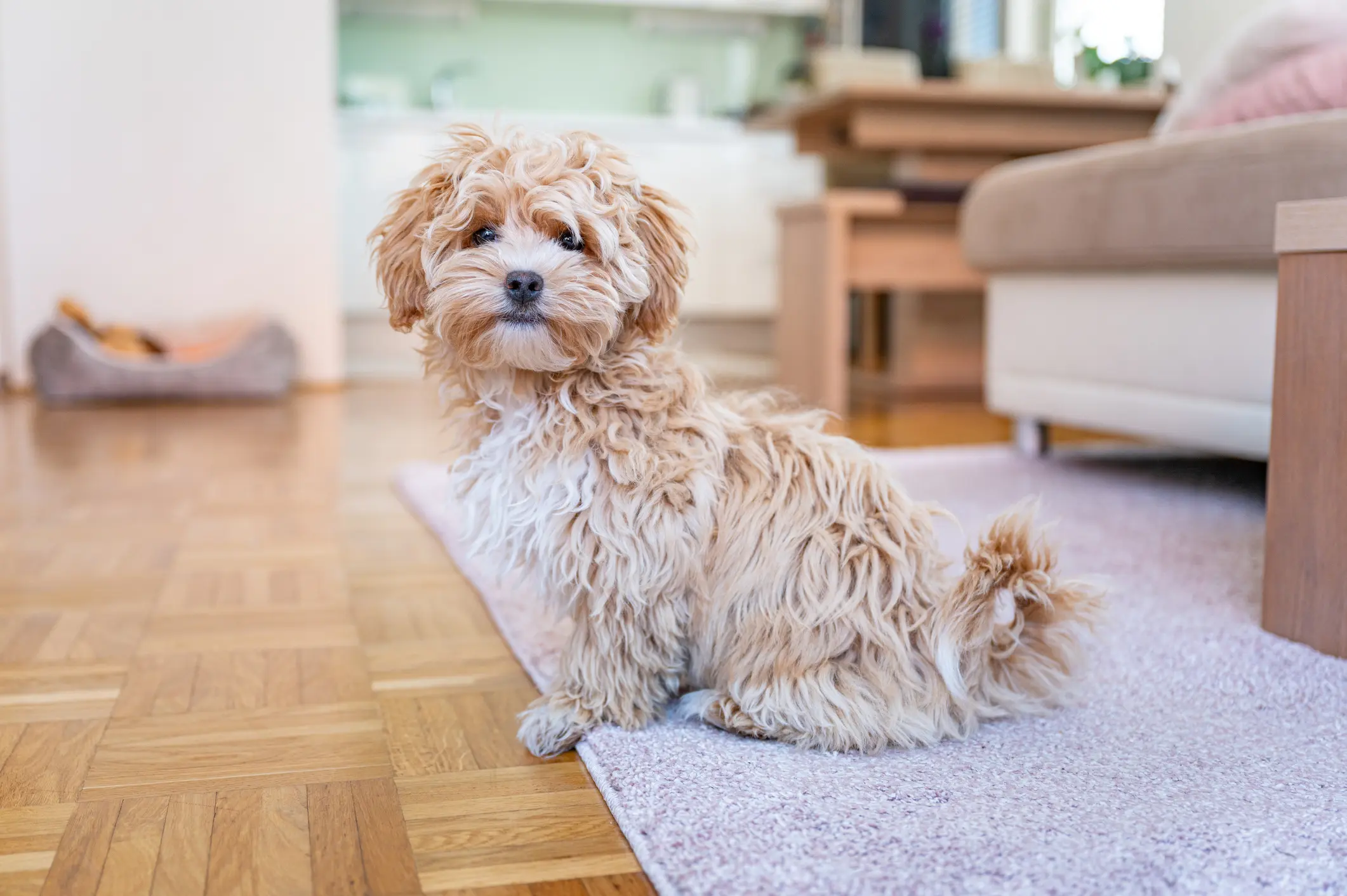 Steckbrief Maltipoo | Maltipoo sitzt im Wohnzimmer auf einem Teppich