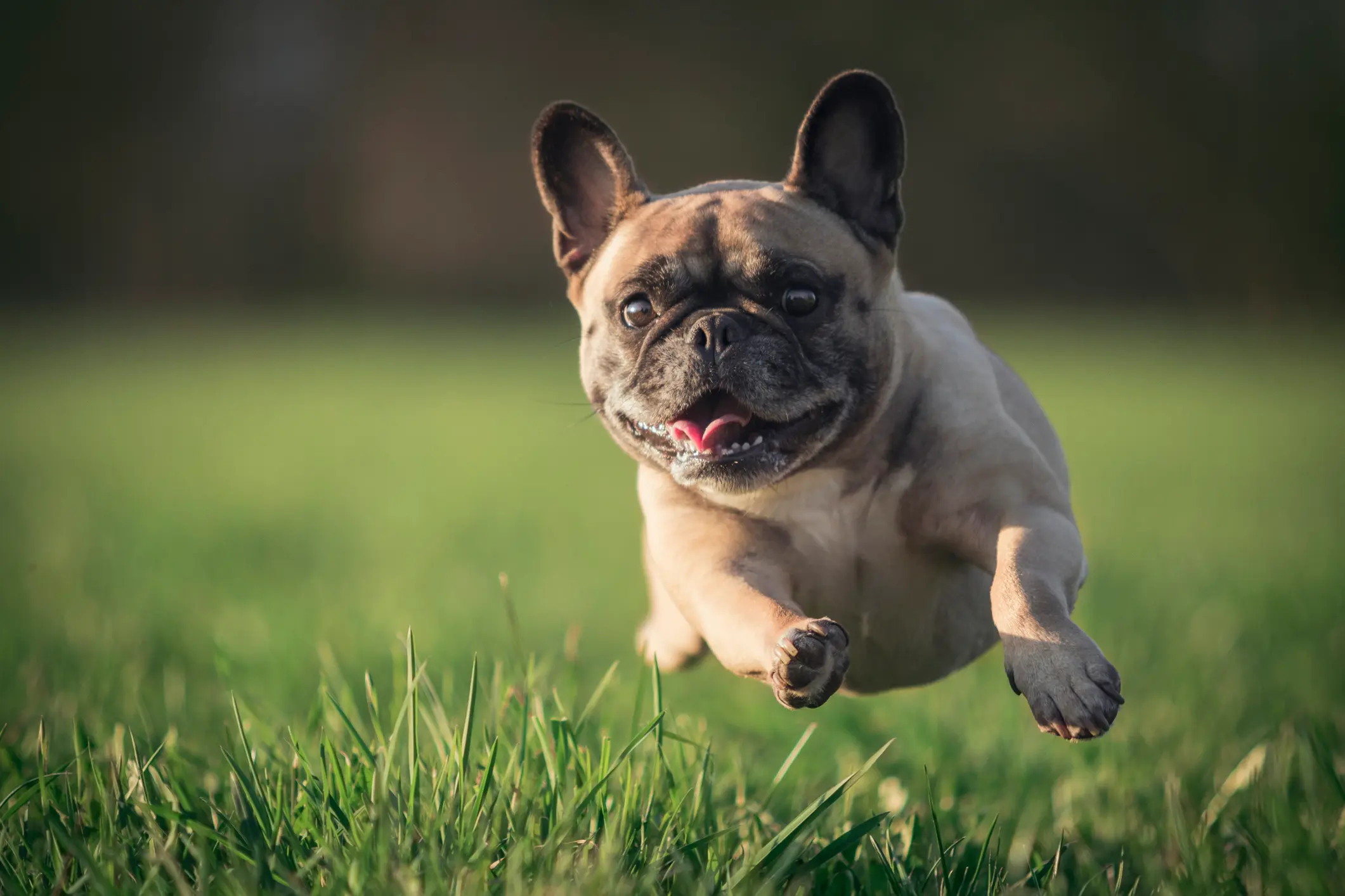 Steckbrief Mops