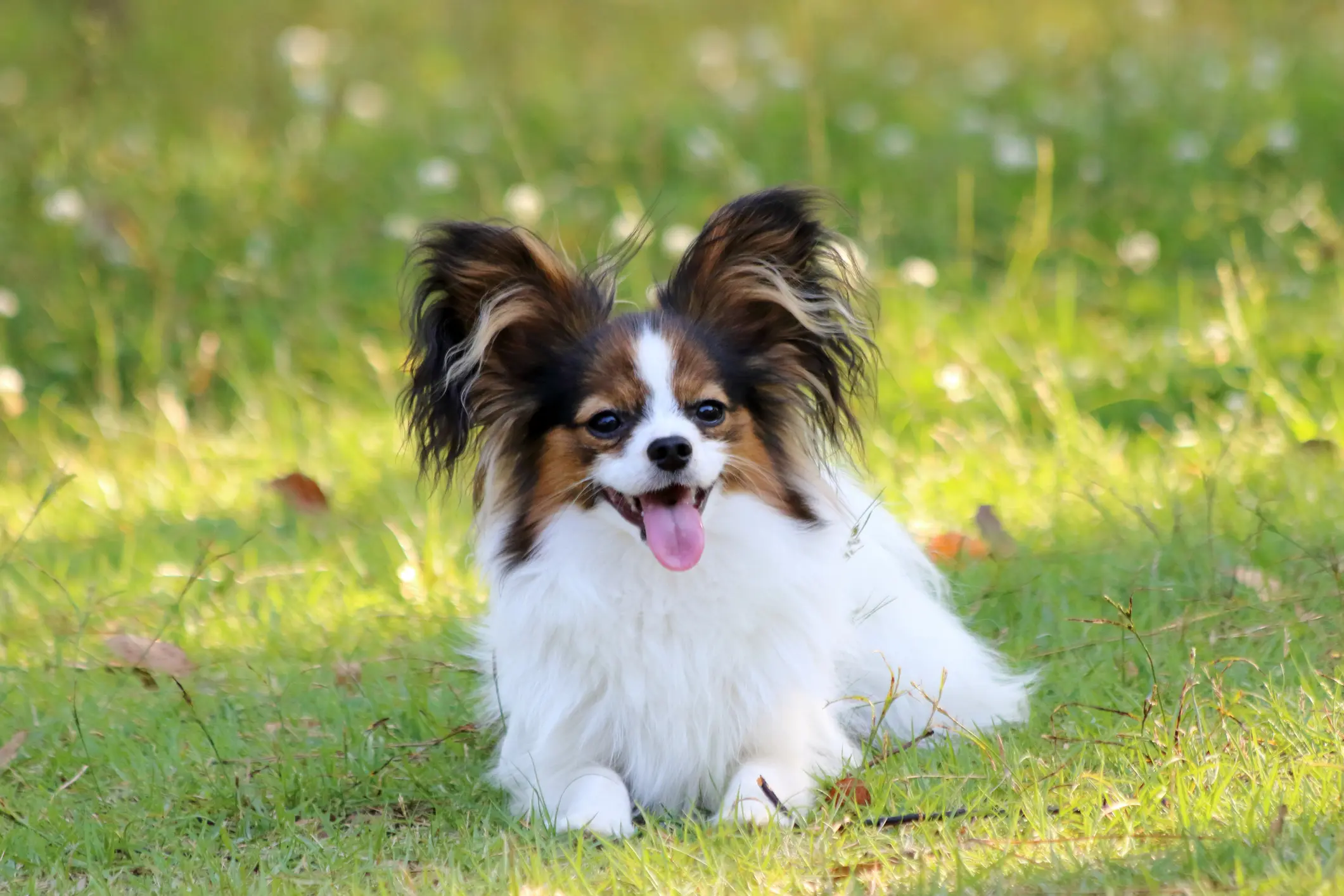 Steckbrief Papillon