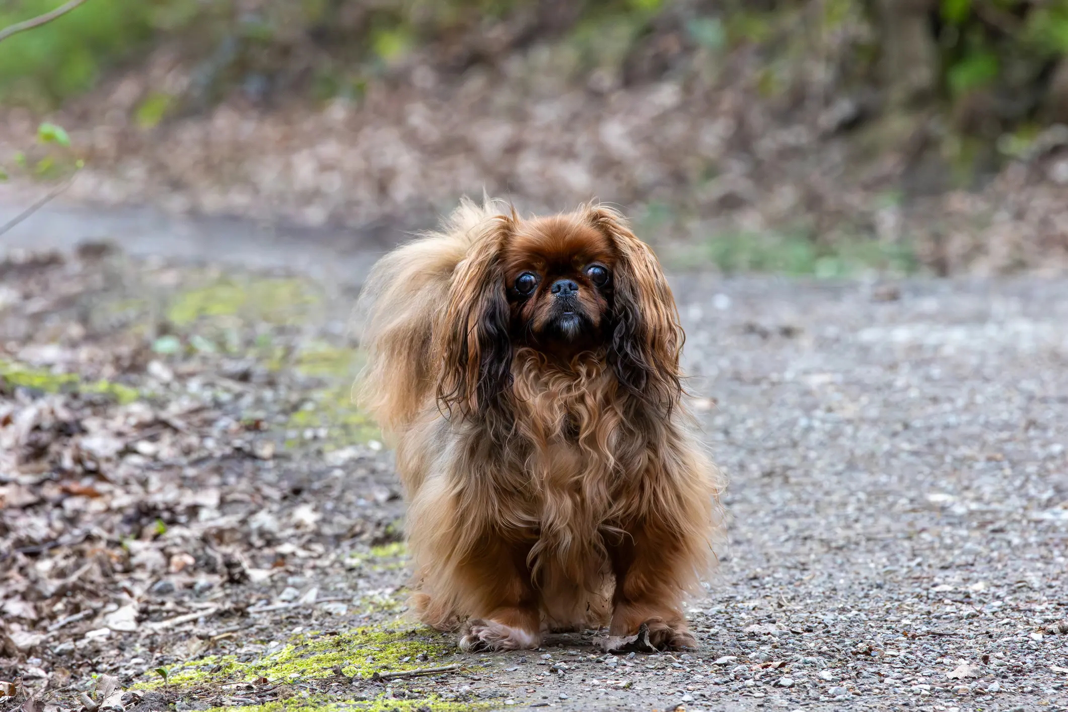Pekinese mit langem, braunem Fell sitzt auf einem Waldweg