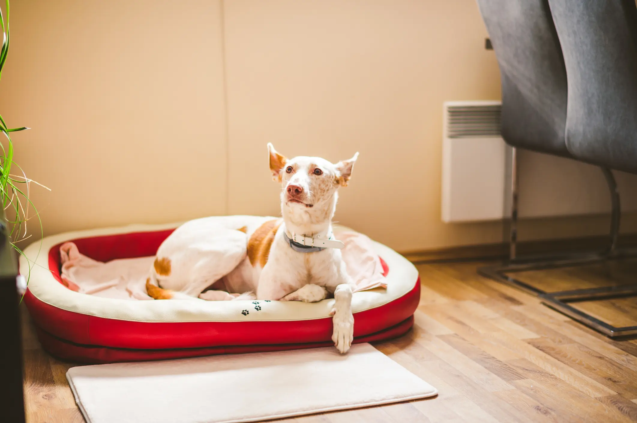 Steckbrief Podenco