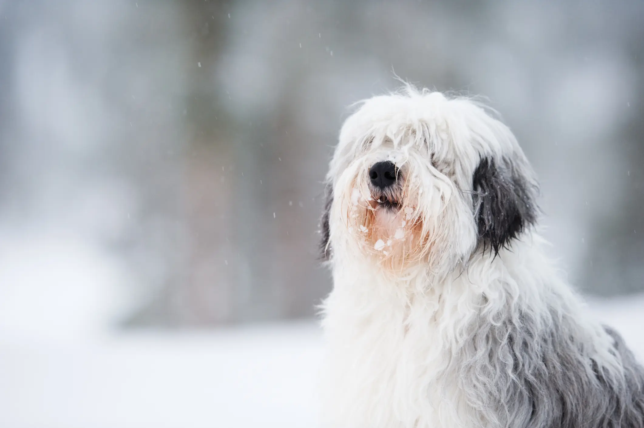 Polski Owczarek Nizinny mit langem, zotteligem Fell sitzt im Schnee und hat Schneeflocken im Gesicht