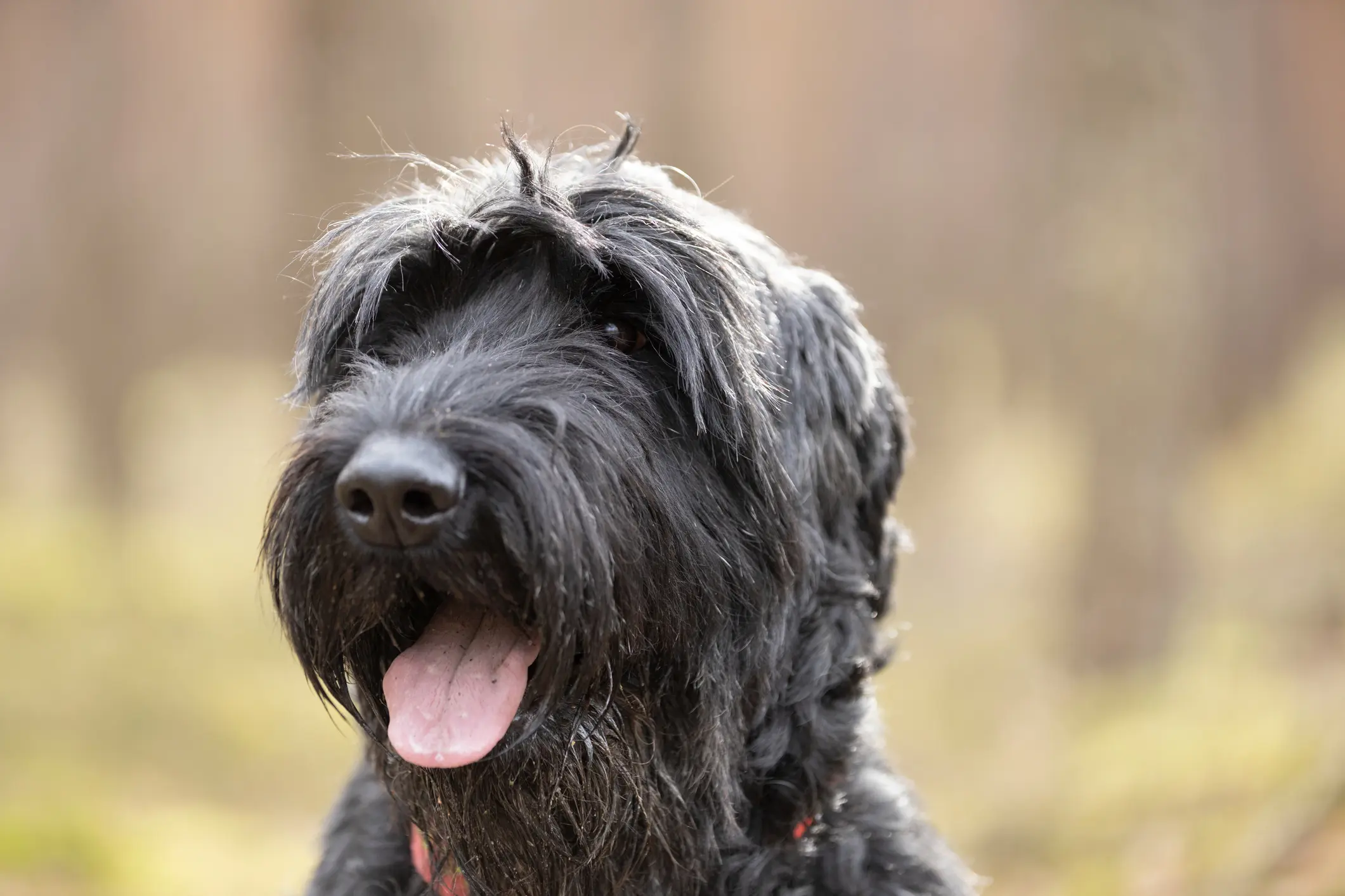 Steckbrief Riesenschnauzer