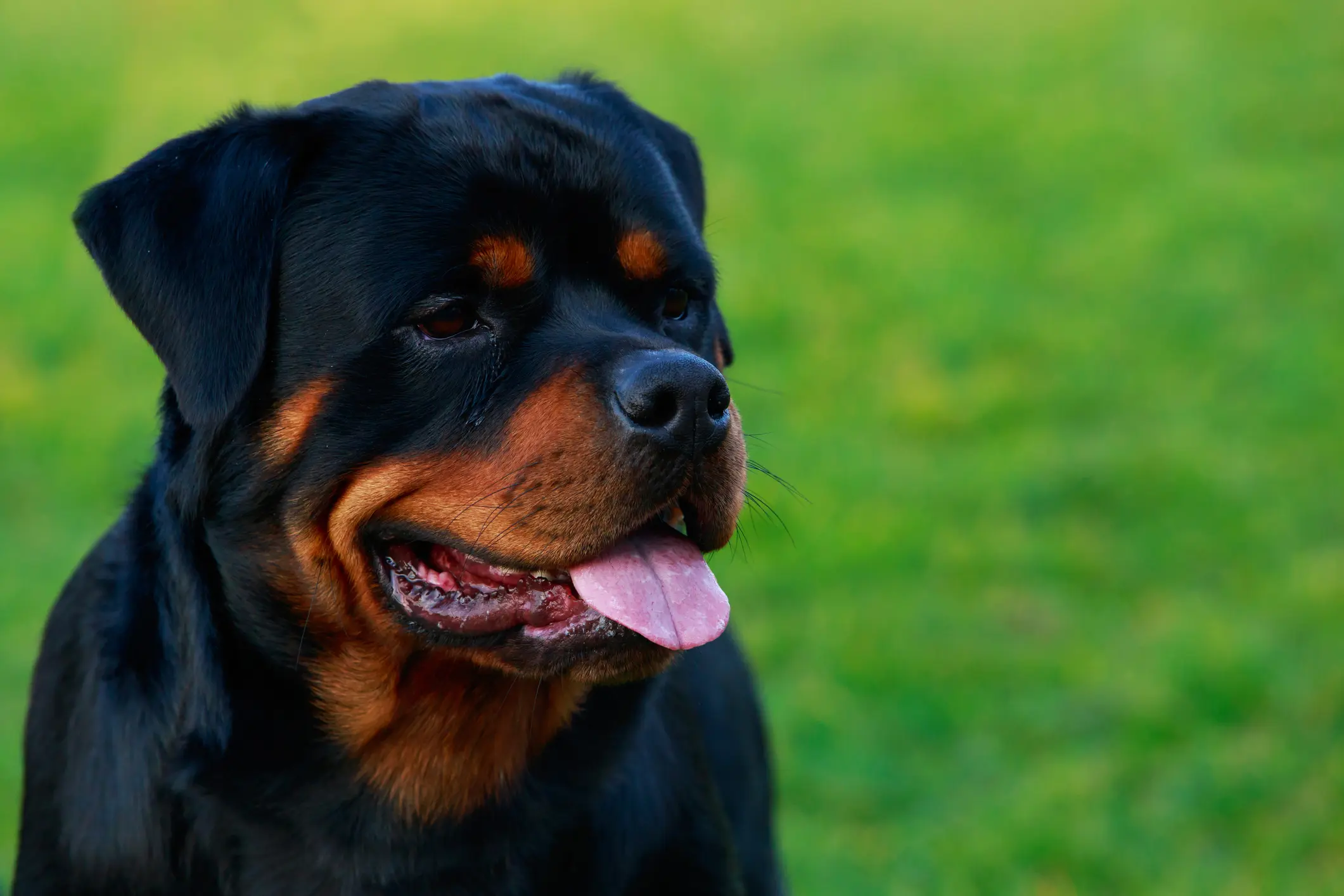 Steckbrief Rottweiler | Rottweiler mit schwarzem Fell und braunen Abzeichen schaut aufmerksam, Nahaufnahme mit grünen Hintergrund