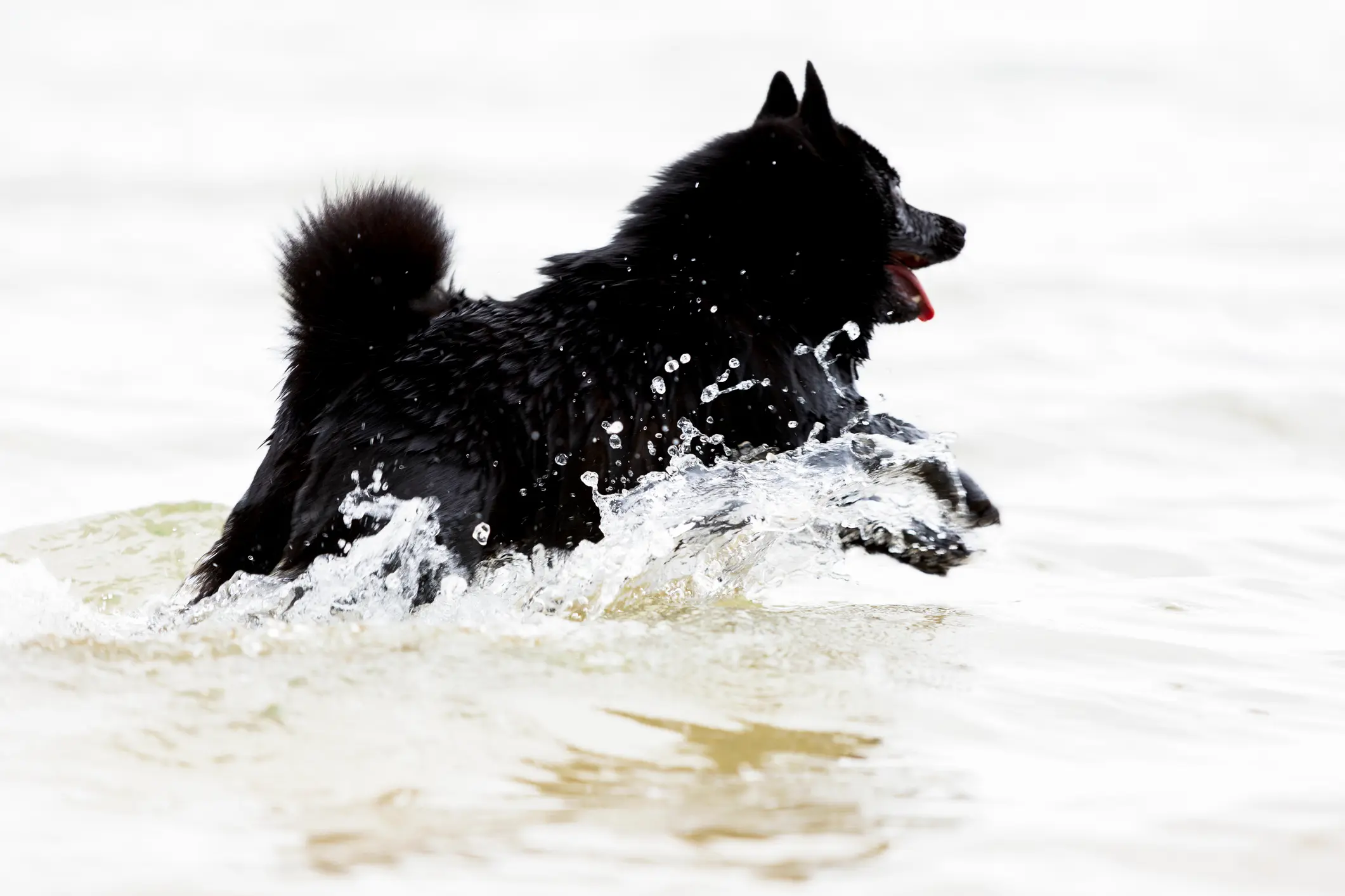 Steckbrief Schipperke