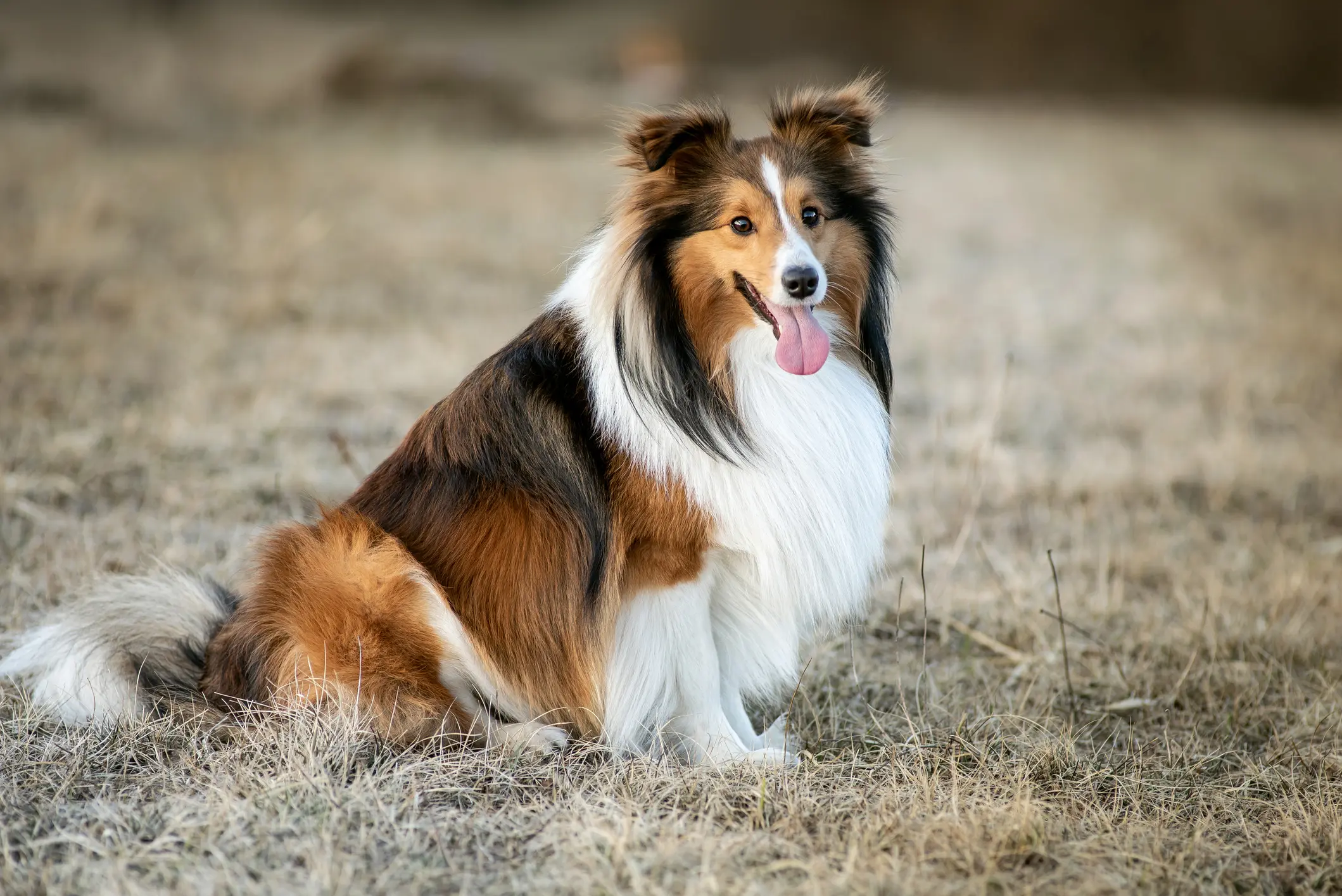 Steckbrief Shetland Sheepdog | Shetland Sheepdog mit langem braun-weiß-schwarzem Fell sitzt auf trockenem Gras und schaut nach vorn