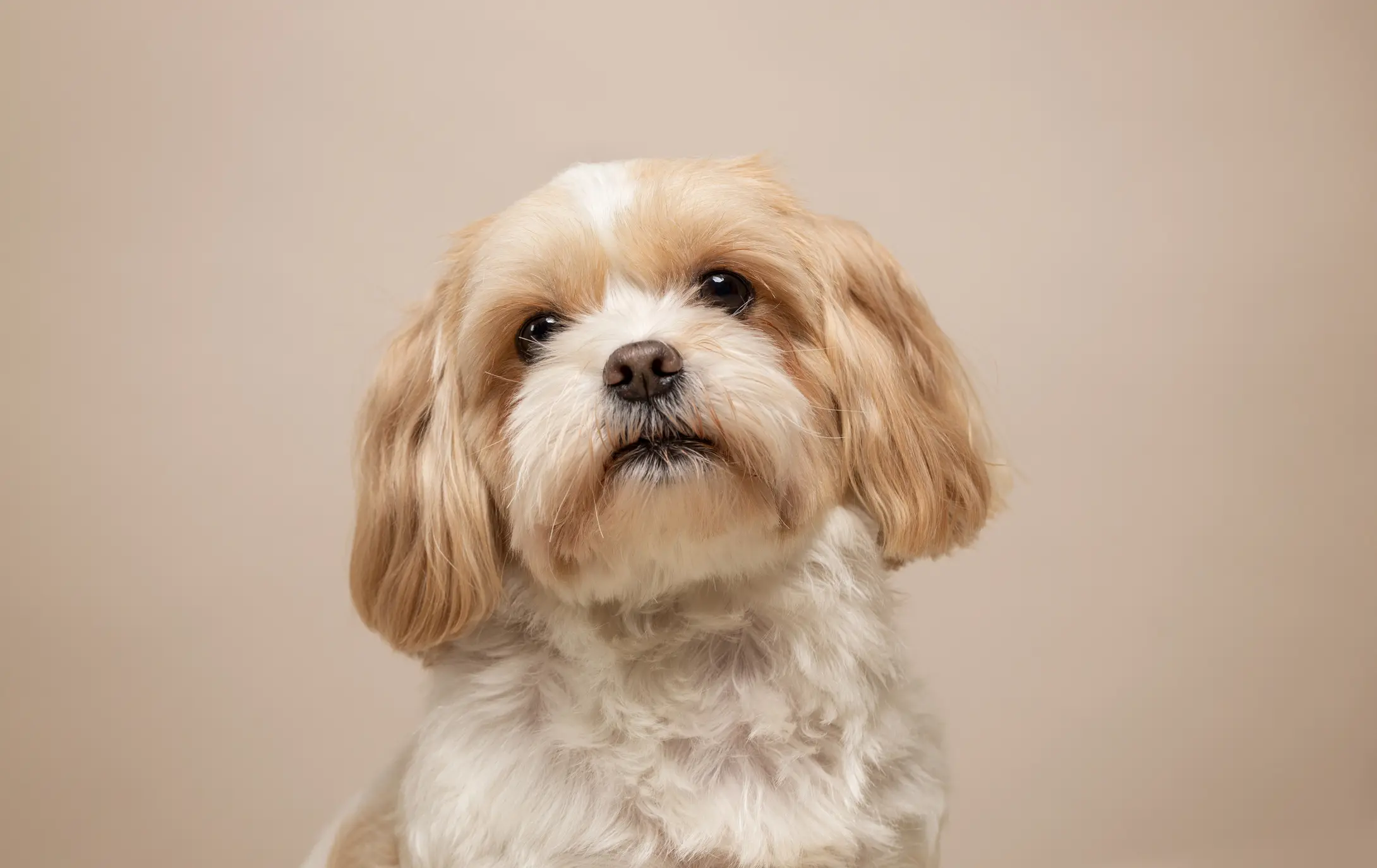 Steckbrief Shih Tzu