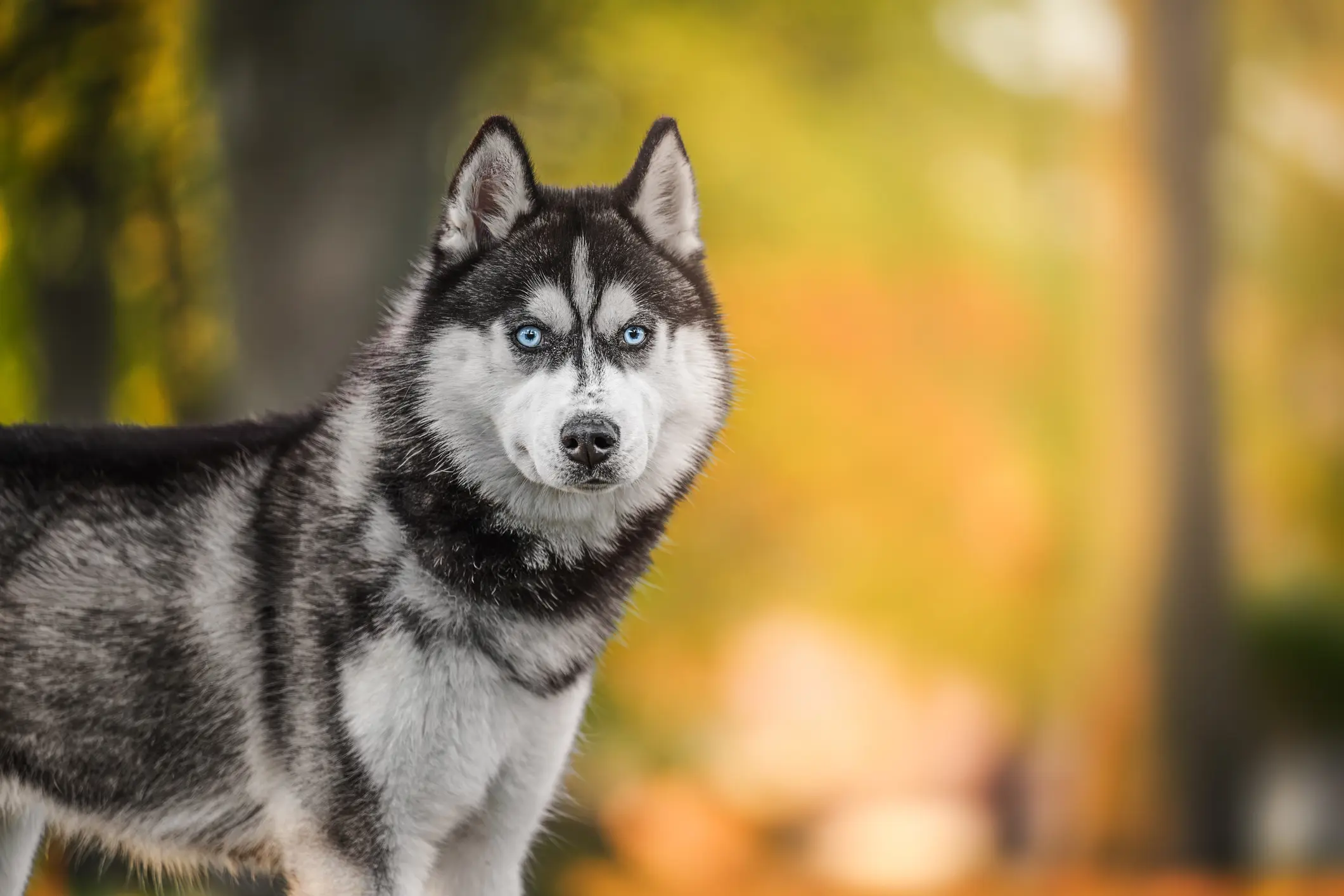 Siberian Husky mit blauen Augen und schwarz-weißem Fell steht vor herbstlich buntem Hintergrund im Freien