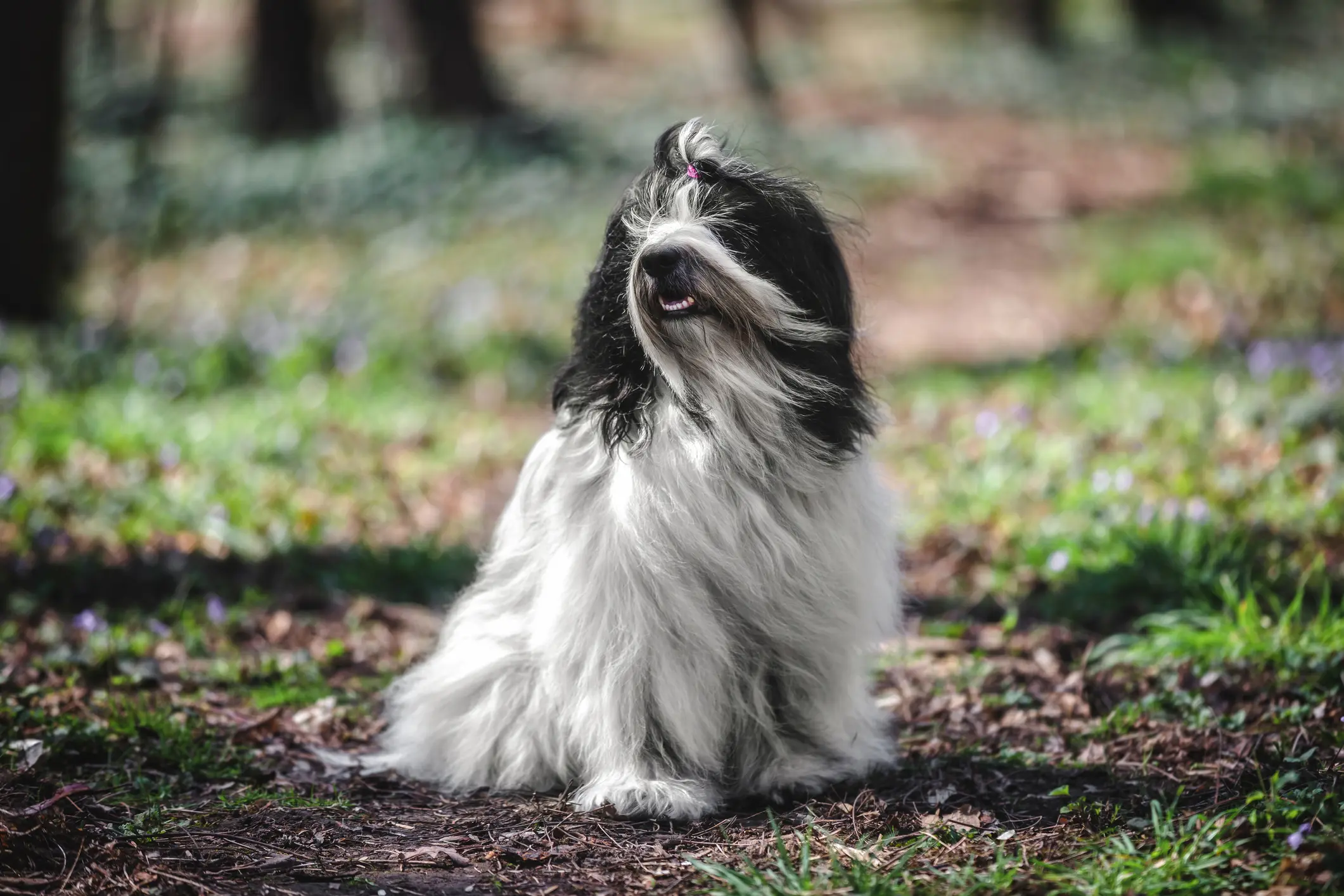 Tibet Terrier mit langem schwarz-weißem Fell sitzt im Wald auf dem Waldboden und blickt nach vorn