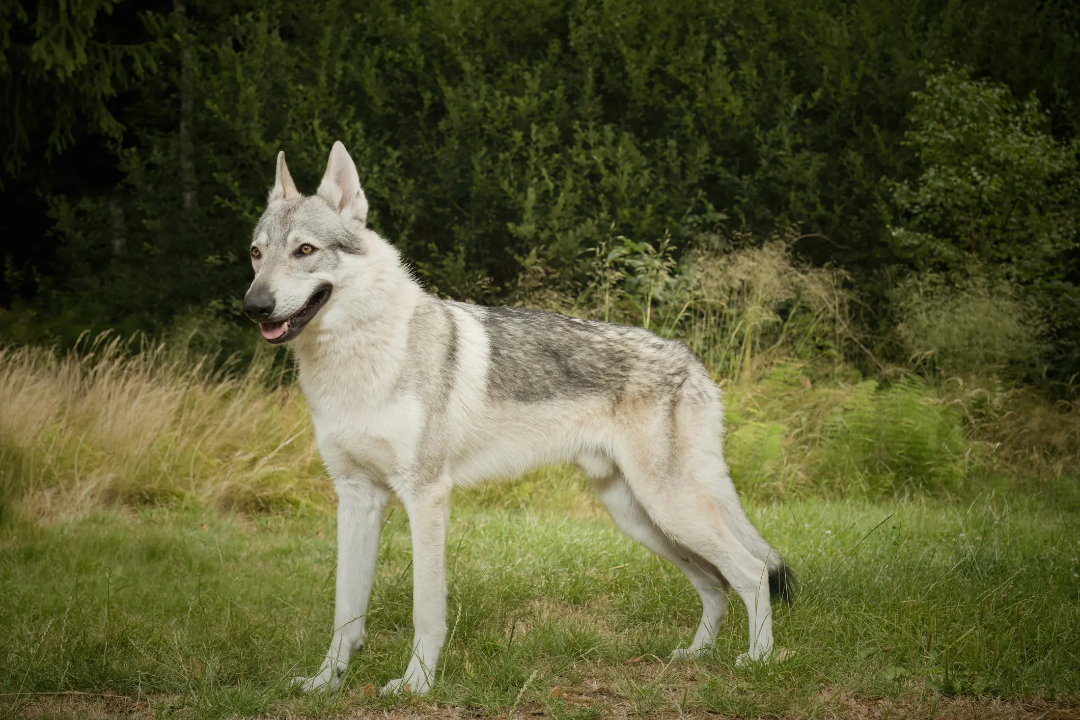Steckbrief Tschechoslowakischer Wolfhund | Tschechoslowakischer Wolfhund mit hellem Fell steht aufmerksam auf einer Wiese vor Waldrand