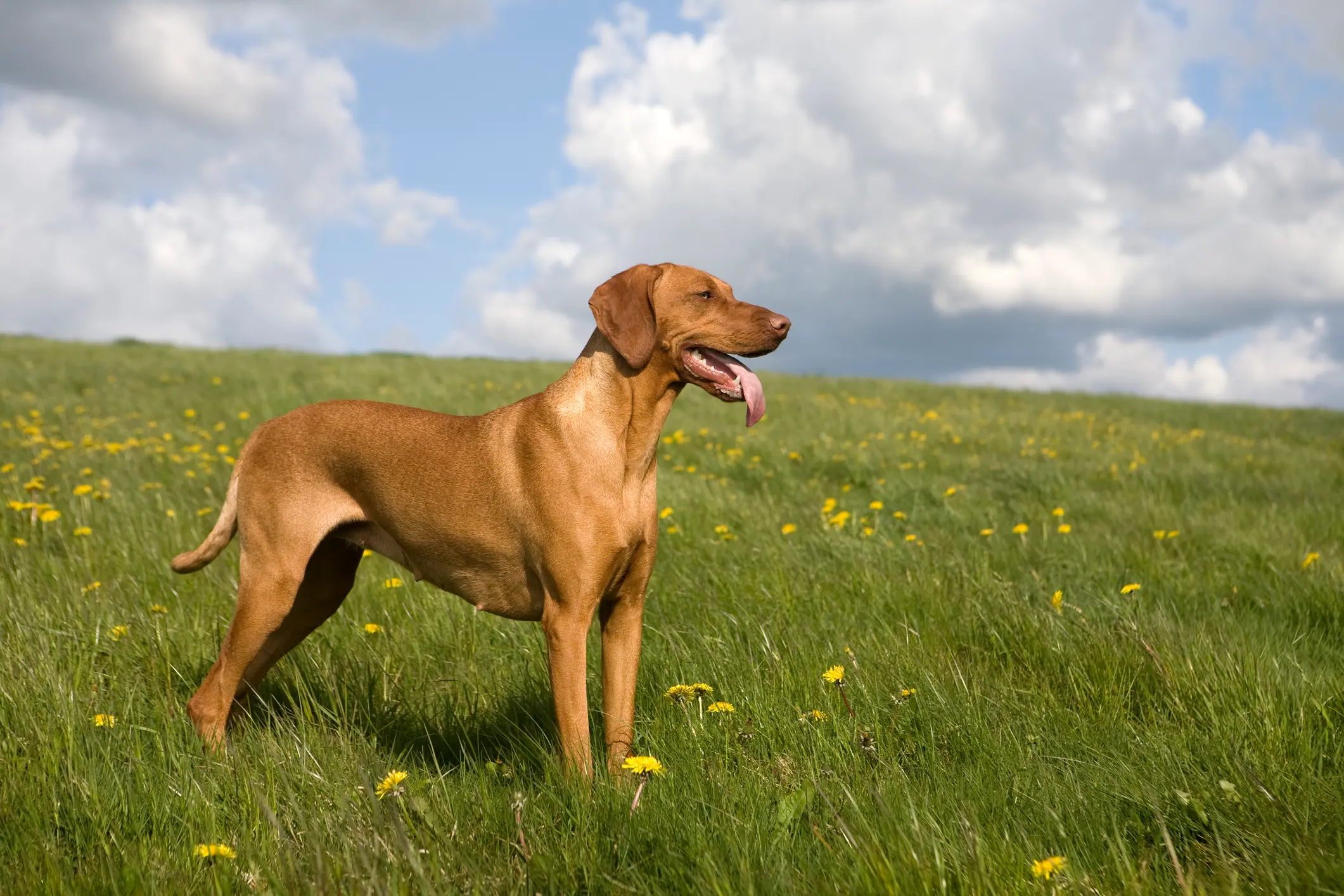 Steckbrief magyar vizsla