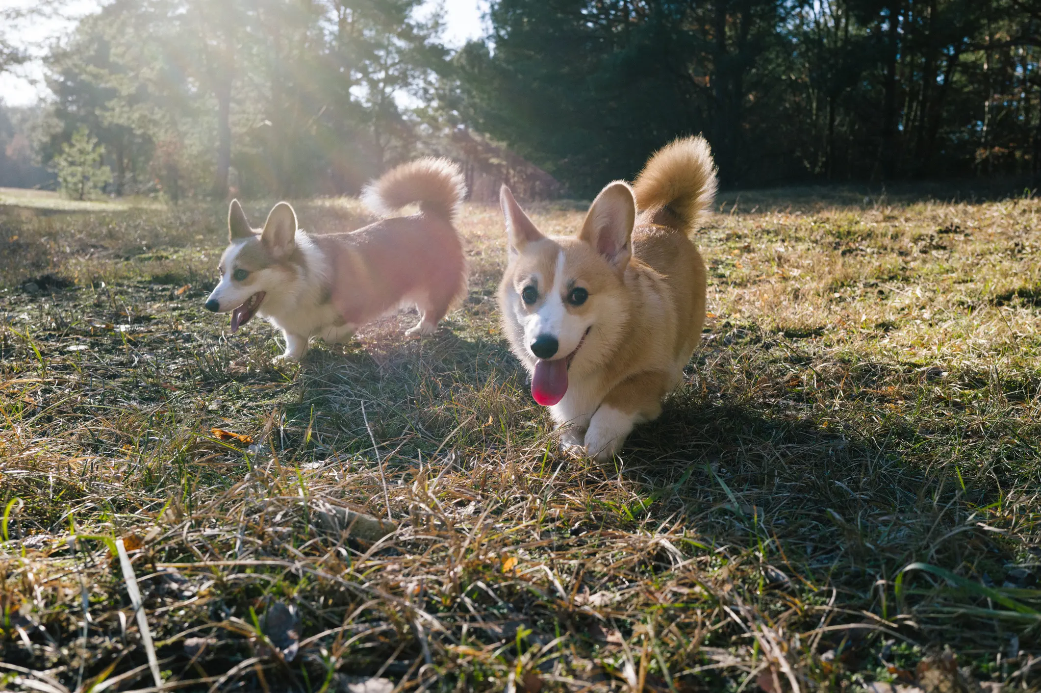 Zwei Welsh Corgis mit braun-weißem Fell rennen fröhlich nebeneinander über eine sonnige Wiese