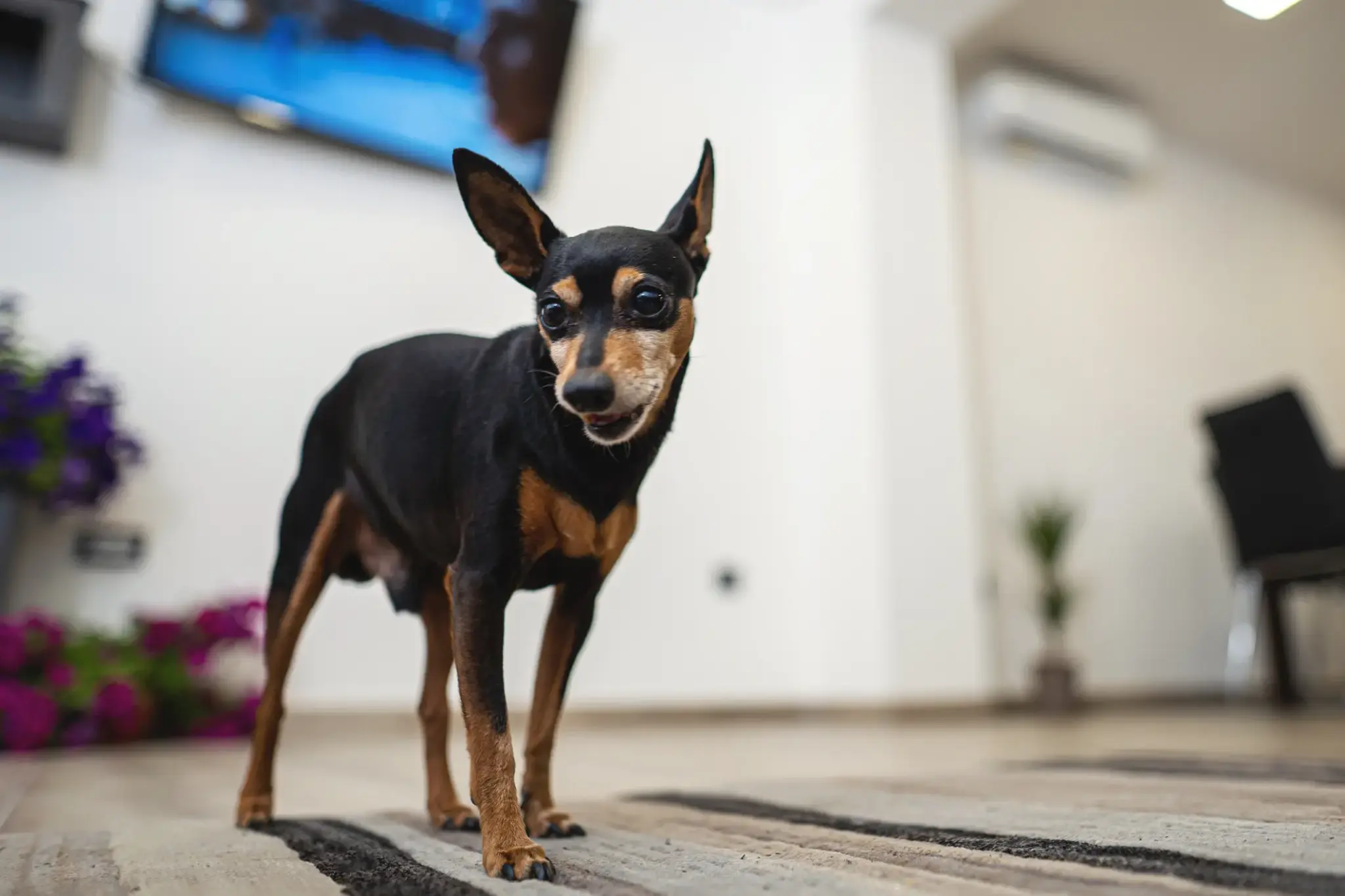 Zwergpinscher mit schwarzem und braunem Fell steht aufmerksam in einer Wohnung auf einem Teppich