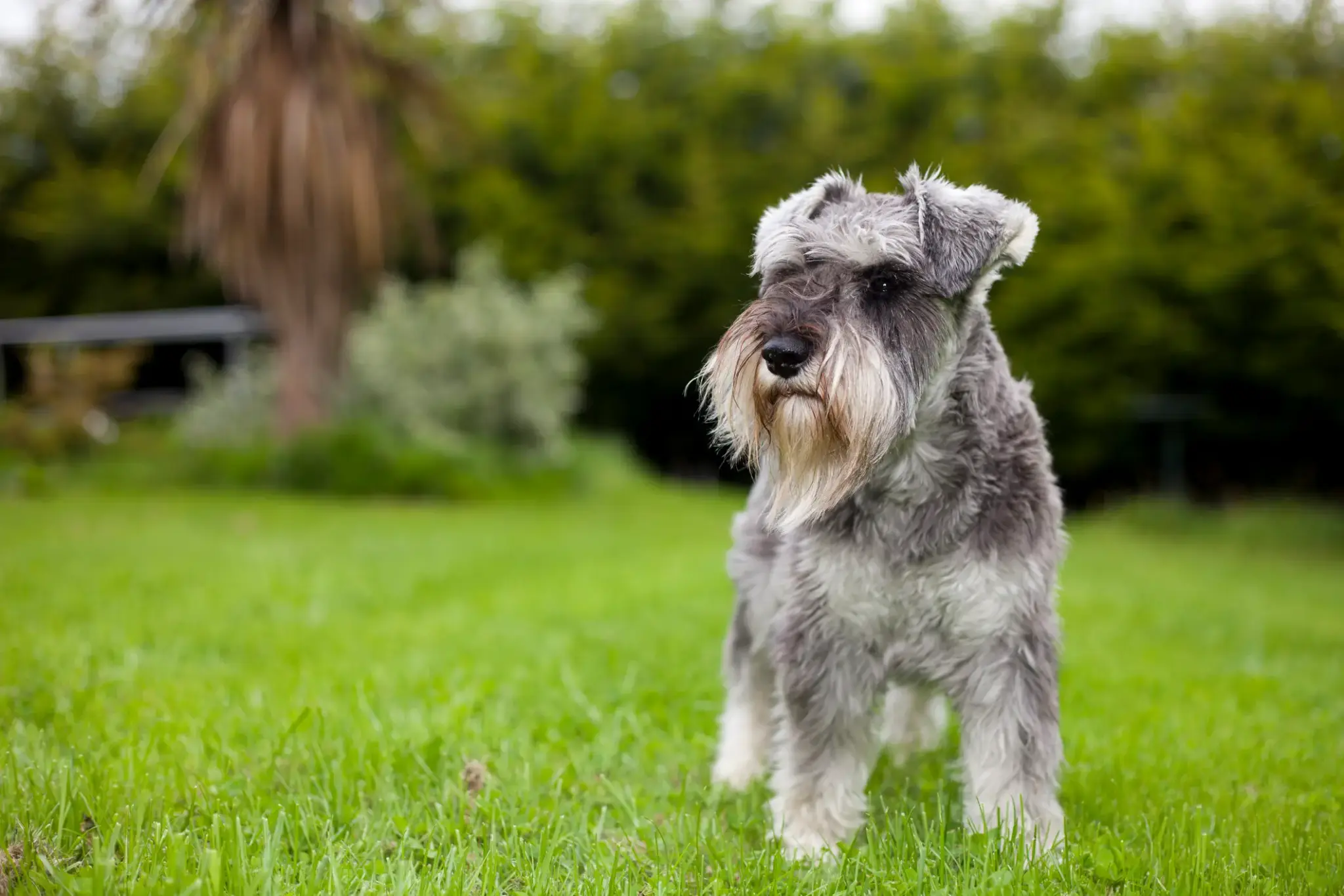 Zwergschnauzer | Zwergschnauzer mit grauem Fell und markantem Bart steht aufmerksam auf einer grünen Wiese