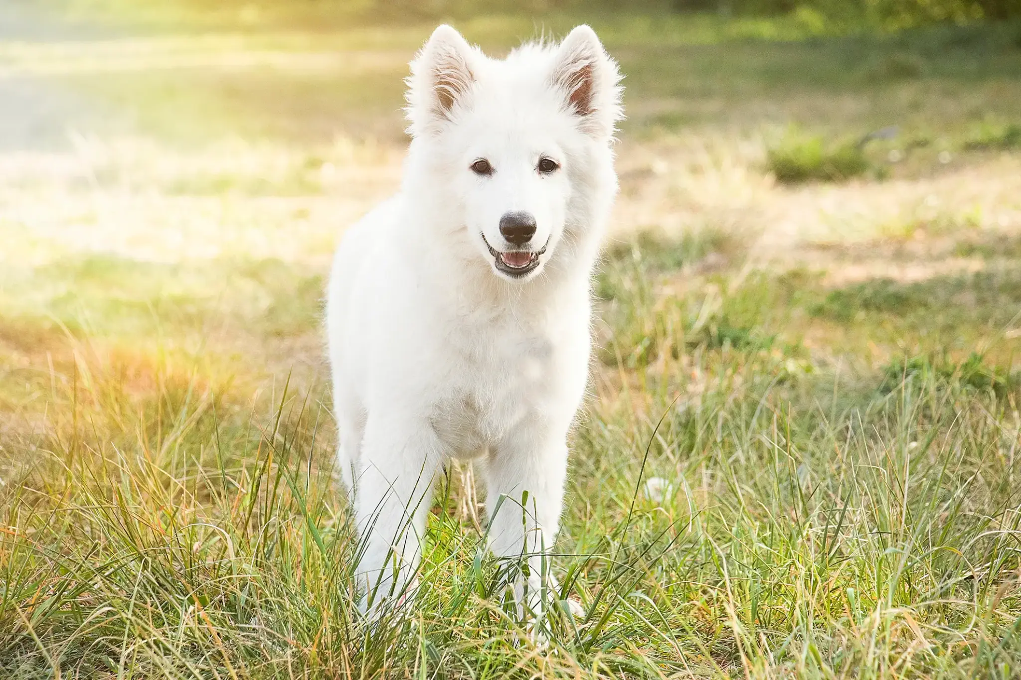 Weißer Schweizer Schäferhund mit dichtem Fell steht aufmerksam auf einer sonnigen Wiese