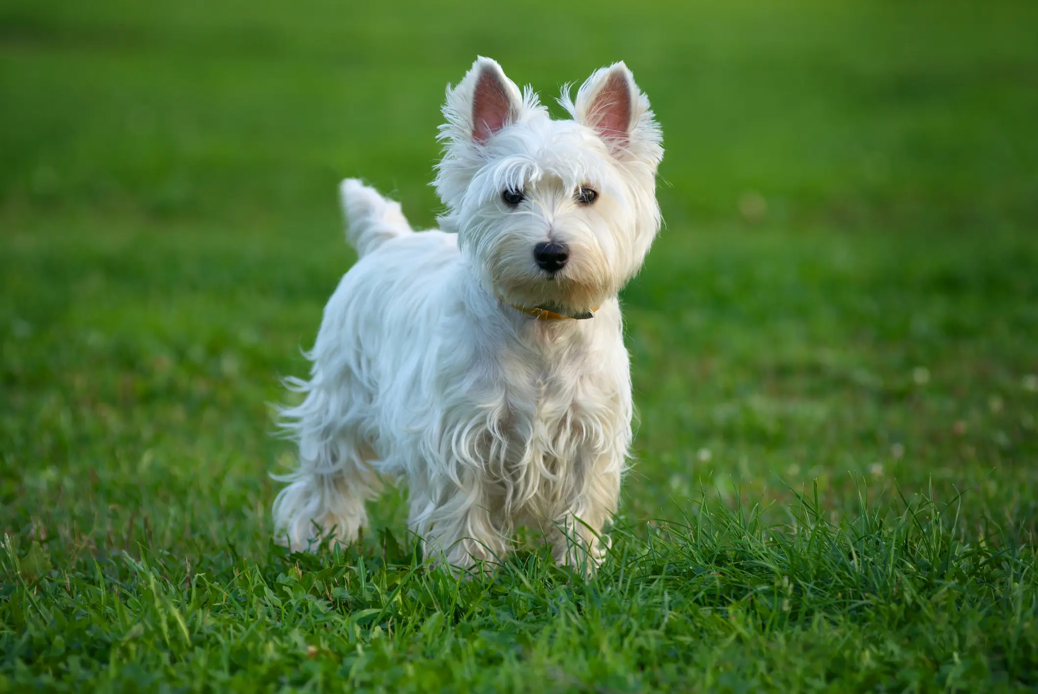 west highland white terrier