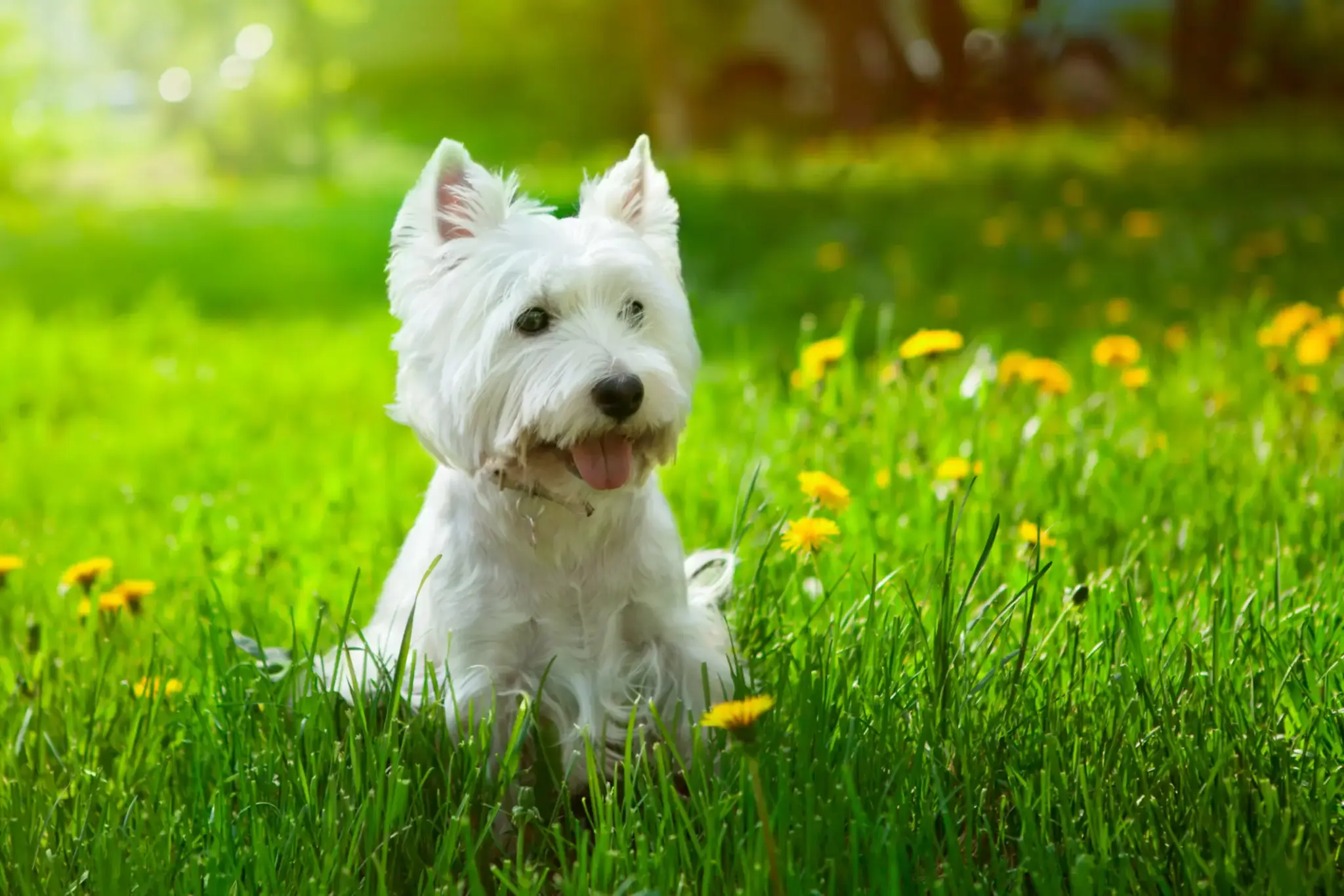 westie