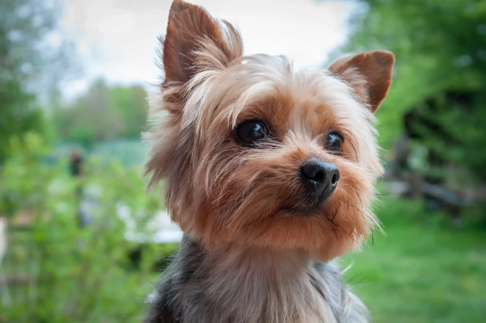 yorkshire terrier | Yorkshire Terrier mit feinem, hellbraunem Fell und großen Augen im Nahportrait im Garten