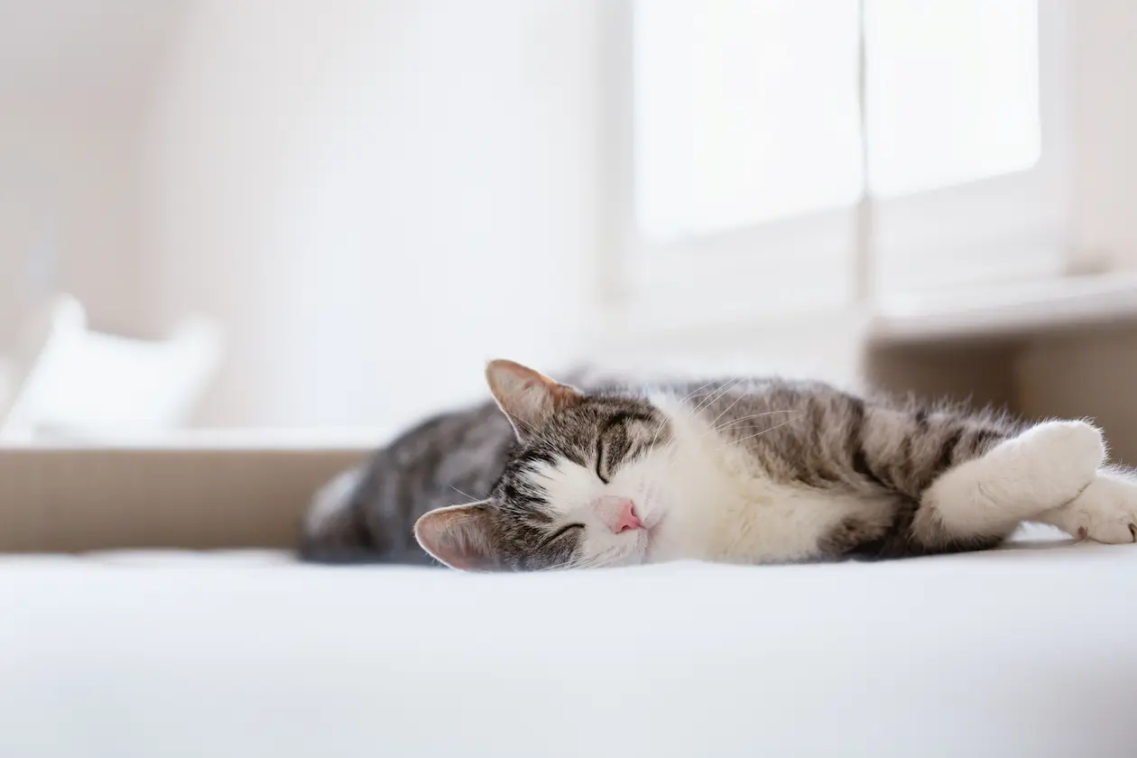 Cleos Katzenversicherung | Cleos Katzenversicherung | Cleos