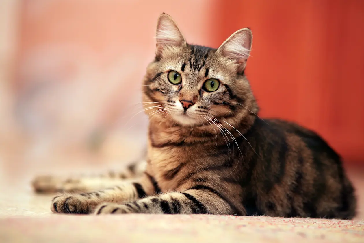 Getigerte Katze mit grünem Blick liegt aufmerksam auf einem Teppich mit rötlichem Hintergrund – Symbolbild für Uelzener Katzenversicherung