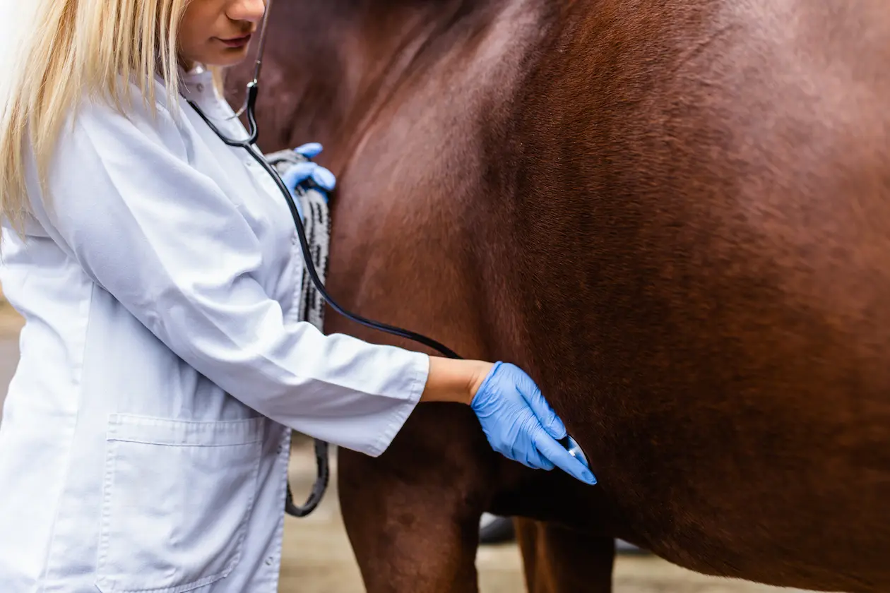 Tierärztin untersucht mit Stethoskop den Brustbereich eines braunen Pferdes – Symbolbild für Barmenia Pferde-OP-Versicherung