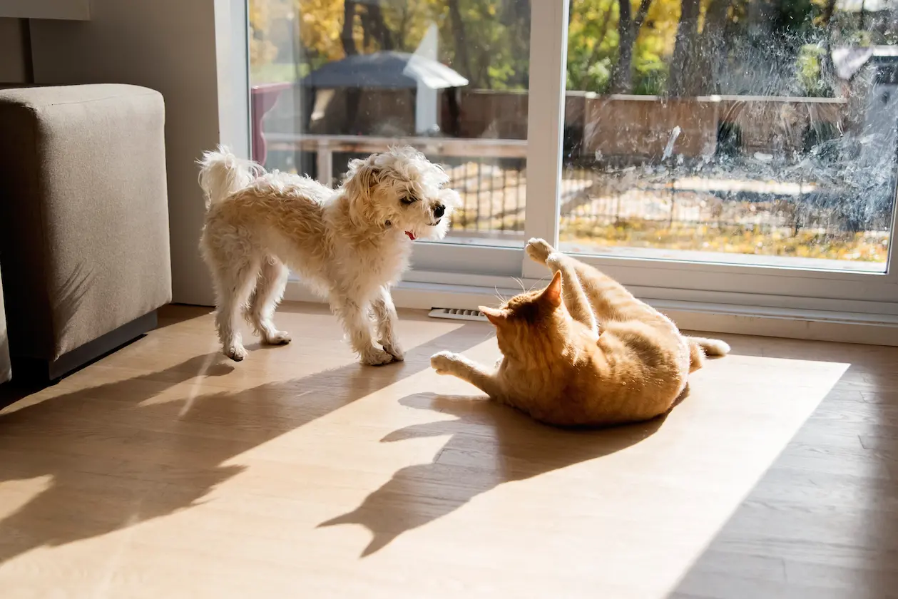 Kleiner weißer Hund und rote Katze spielen gemeinsam im Sonnenlicht vor einer Glasfront – Symbolbild für Lassie Tierversicherung