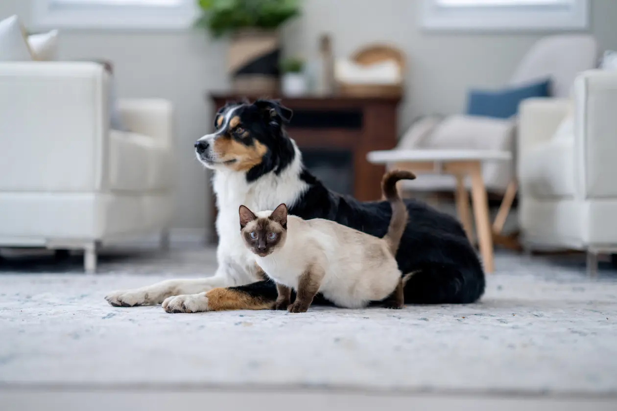 Hund und Siamkatze liegen gemeinsam im Wohnzimmer auf einem Teppich und blicken in die Kamera – Symbolbild für Panda Tierversicherung