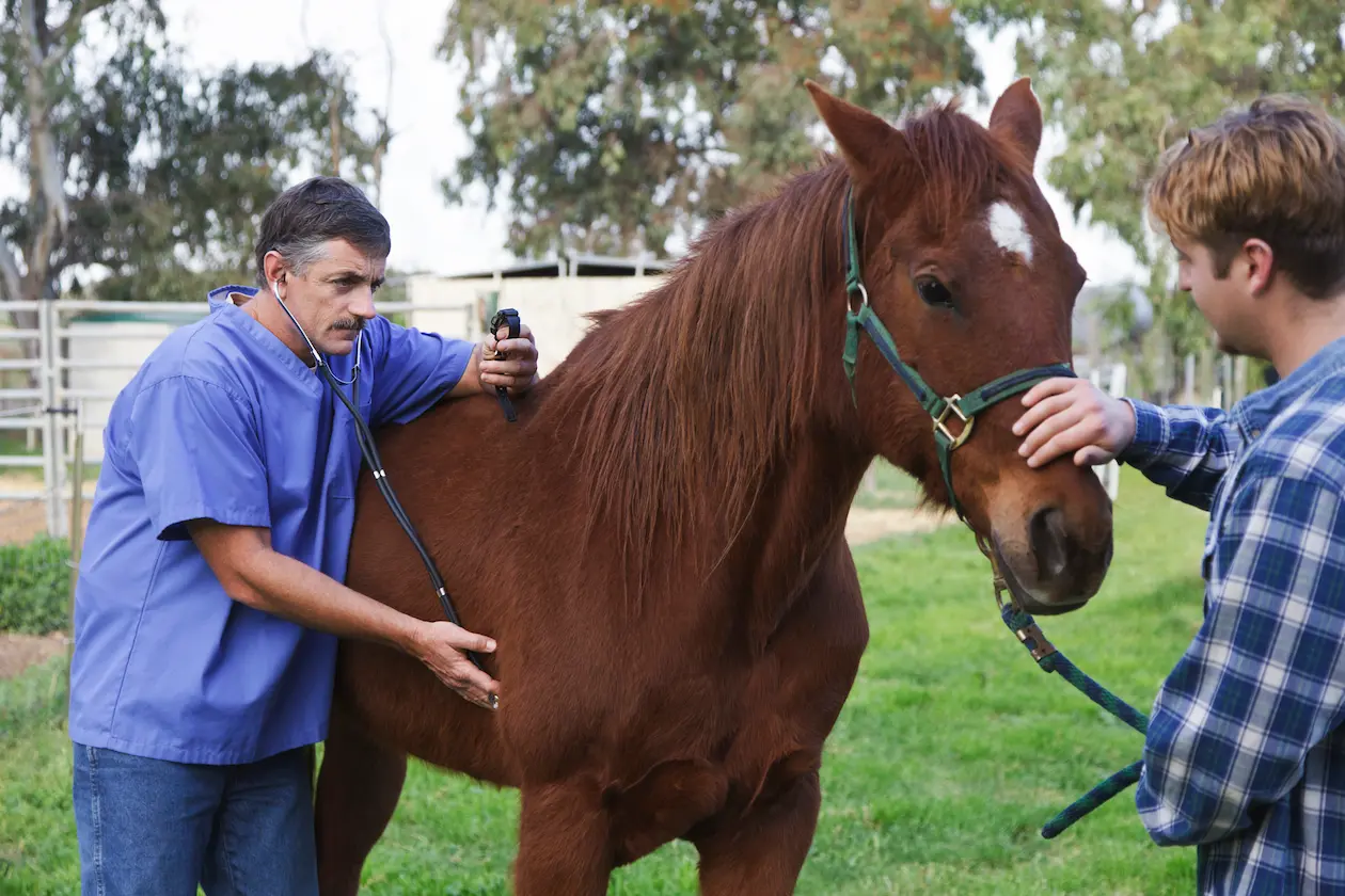 Tierarzt untersucht mit einem Stethoskop ein braunes Pferd, während der Besitzer es hält – Uelzener Pferde-OP-Versicherung