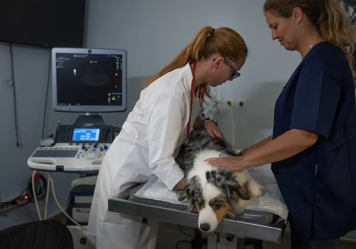 Australian Shepherd liegt auf Behandlungstisch, wird von Tierärztinnen während einer Ultraschalluntersuchung betreut