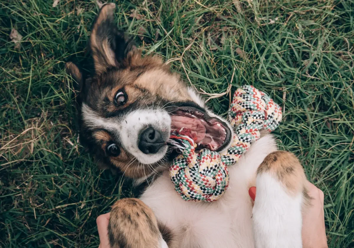 Ein verspielter Hund liegt auf dem Rücken im Gras und hält ein buntes Kauspielzeug im Maul