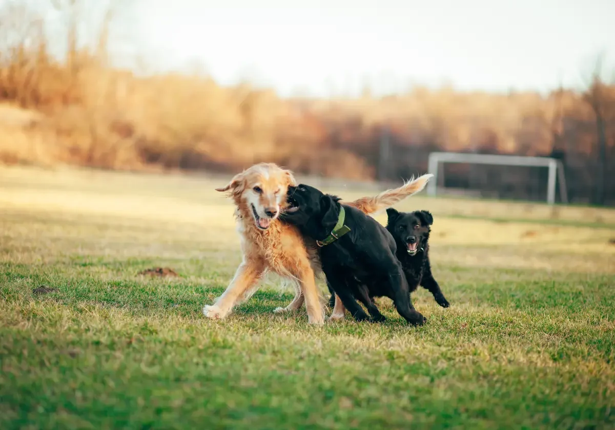 ARAG-Hundeversicherung Drei Hunde spielen ausgelassen auf einer Wiese vor einem Fußballtor bei spätnachmittäglichem Licht