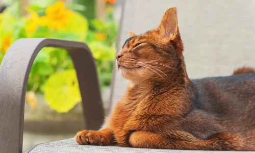 Abessinierkatze Abessinierkatze mit rotbraunem Fell liegt entspannt auf einem Gartenstuhl und genießt mit geschlossenen Augen die Sonne im Grünen.