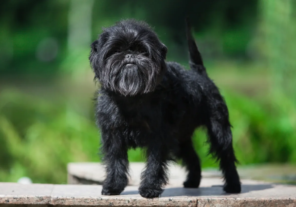 Ein schwarzer Affenpinscher mit buschigem Bart steht aufmerksam auf einem Steinpodest vor grünem, verschwommenem Hintergrund.