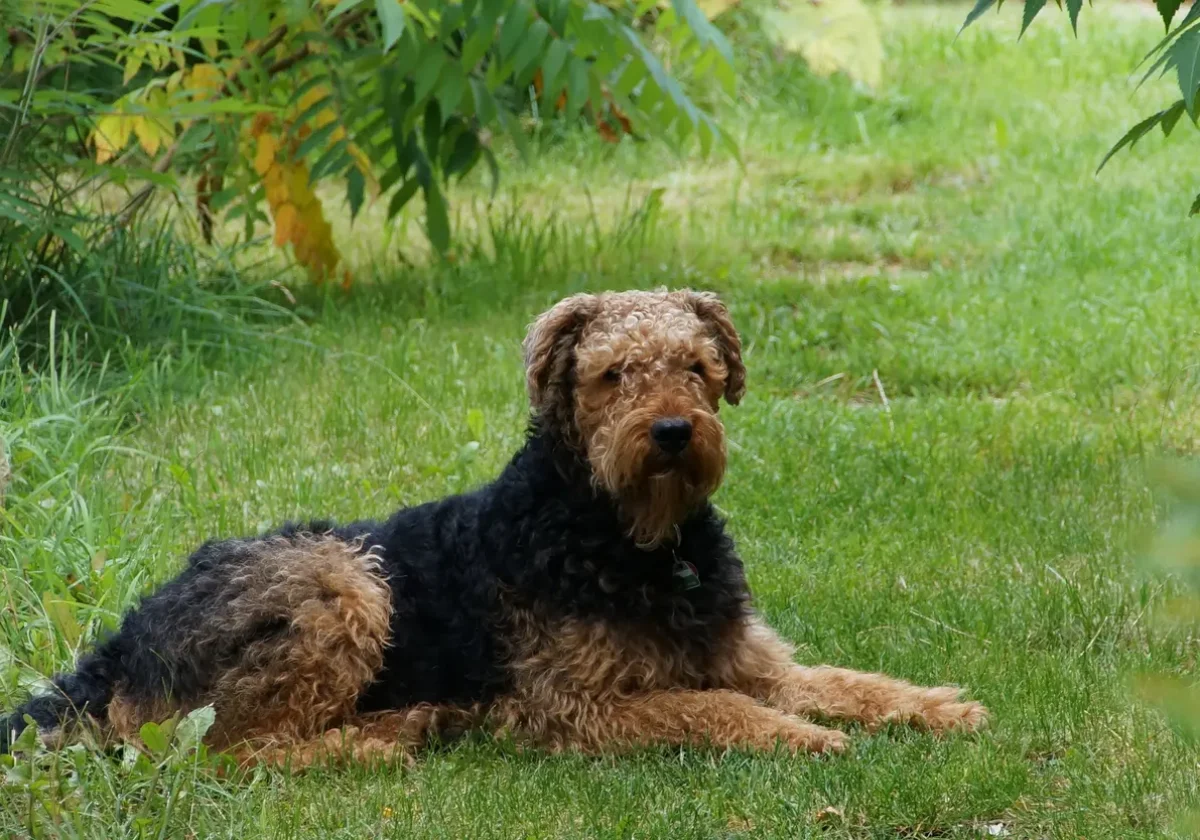 Ein Airedale Terrier mit rauem Fell liegt aufmerksam auf einer Wiese im Garten.