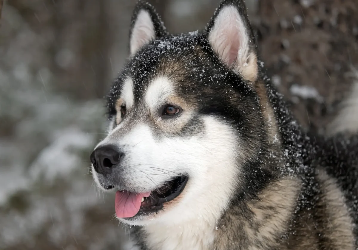 Nahaufnahme eines Alaskan Malamute mit Schneeflocken im Fell – Blick zur Seite, rosa Zunge sichtbar, dichter Winterpelz.