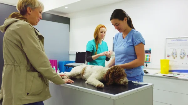 Allianz-Hunde-OP-Versicherung Ein Hund liegt zur Untersuchung auf dem Behandlungstisch, während Tierärztinnen und Halterin danebenstehen