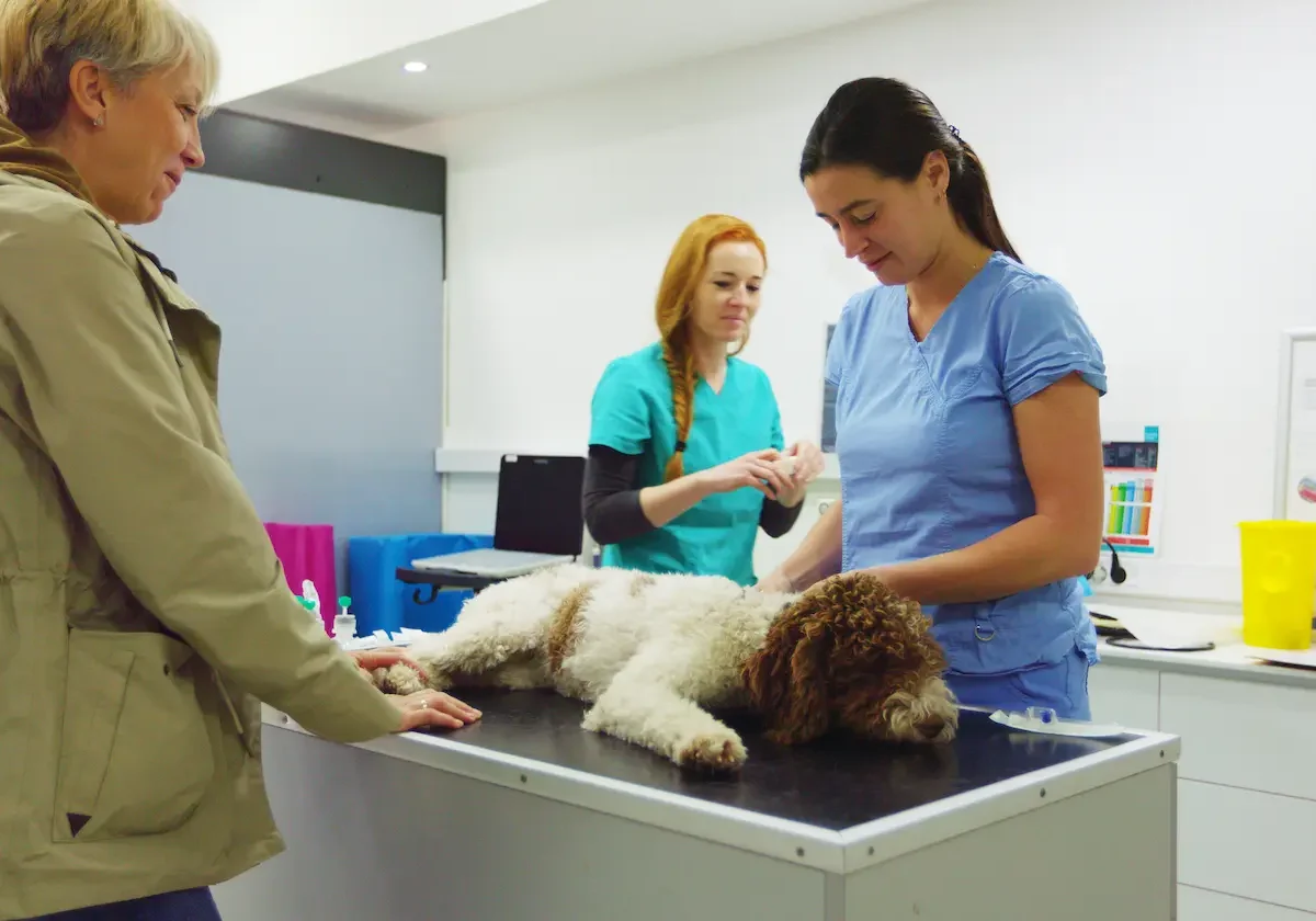 Ein Hund liegt zur Untersuchung auf dem Behandlungstisch, während Tierärztinnen und Halterin danebenstehen