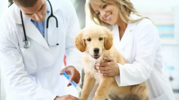 Ein Welpe wird bei der tierärztlichen Untersuchung gehalten, während der Tierarzt eine Spritze vorbereitet