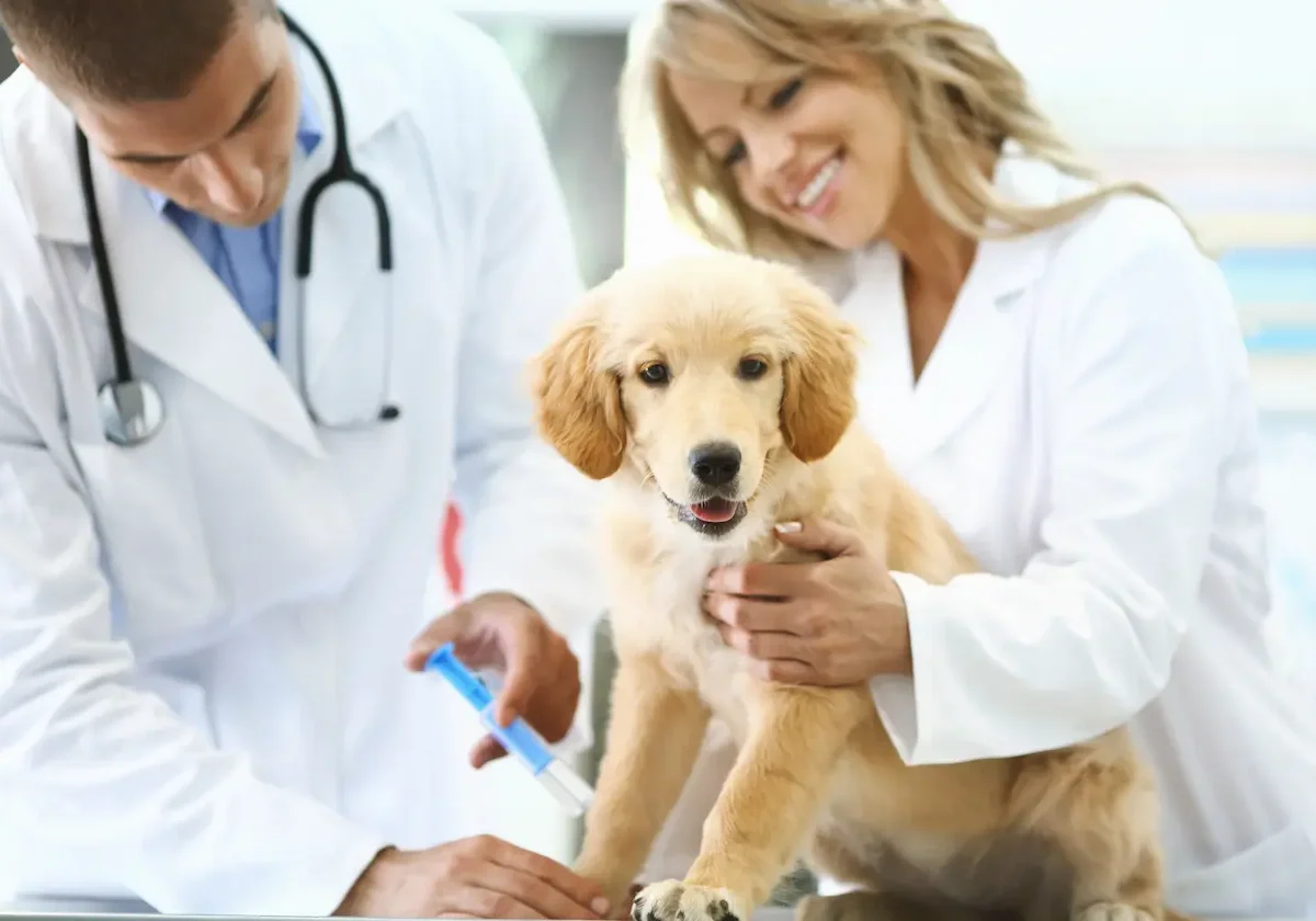 Allianz-Hundekrankenversicherung Ein Welpe wird bei der tierärztlichen Untersuchung gehalten, während der Tierarzt eine Spritze vorbereitet