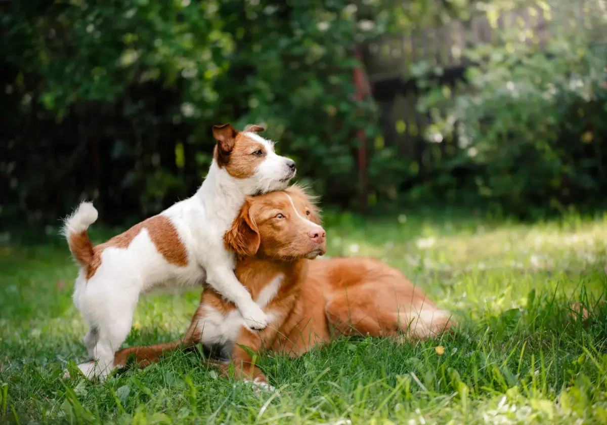Ein Jack Russell Terrier spielt auf einer Wiese mit einem liegenden Retriever im grünen Garten