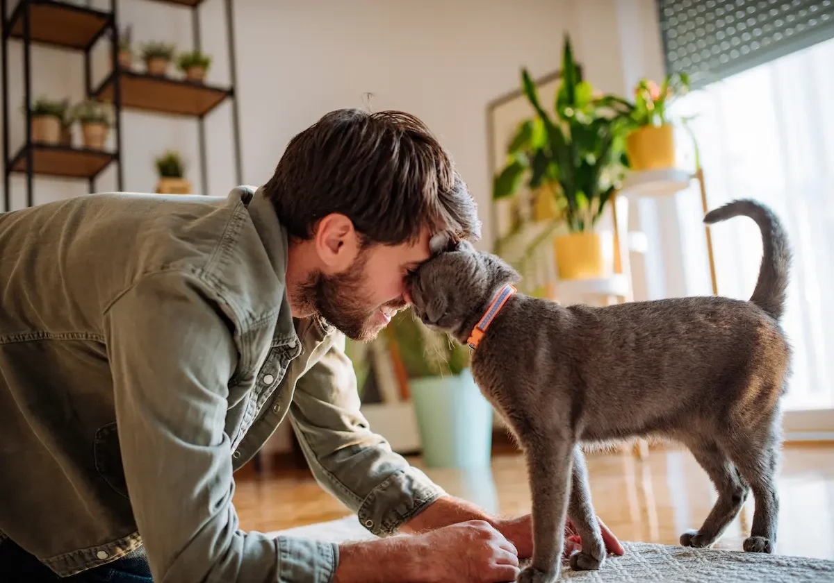 Mann kniet sich vor seine graue Katze und berührt liebevoll ihre Stirn – Szene steht symbolisch für Allianz Katzenkrankenversicherung