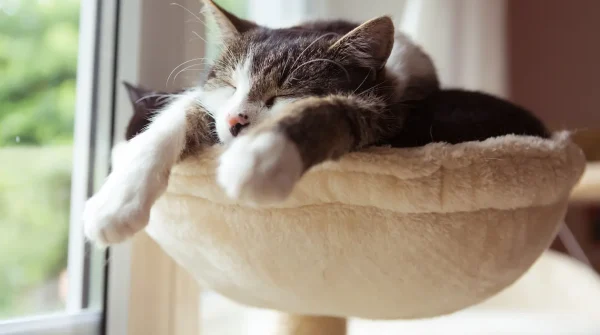 Grau-weiße Katze schläft ausgestreckt in einem runden Katzenbett am Fenster – Symbolbild für Allianz Katzenversicherung