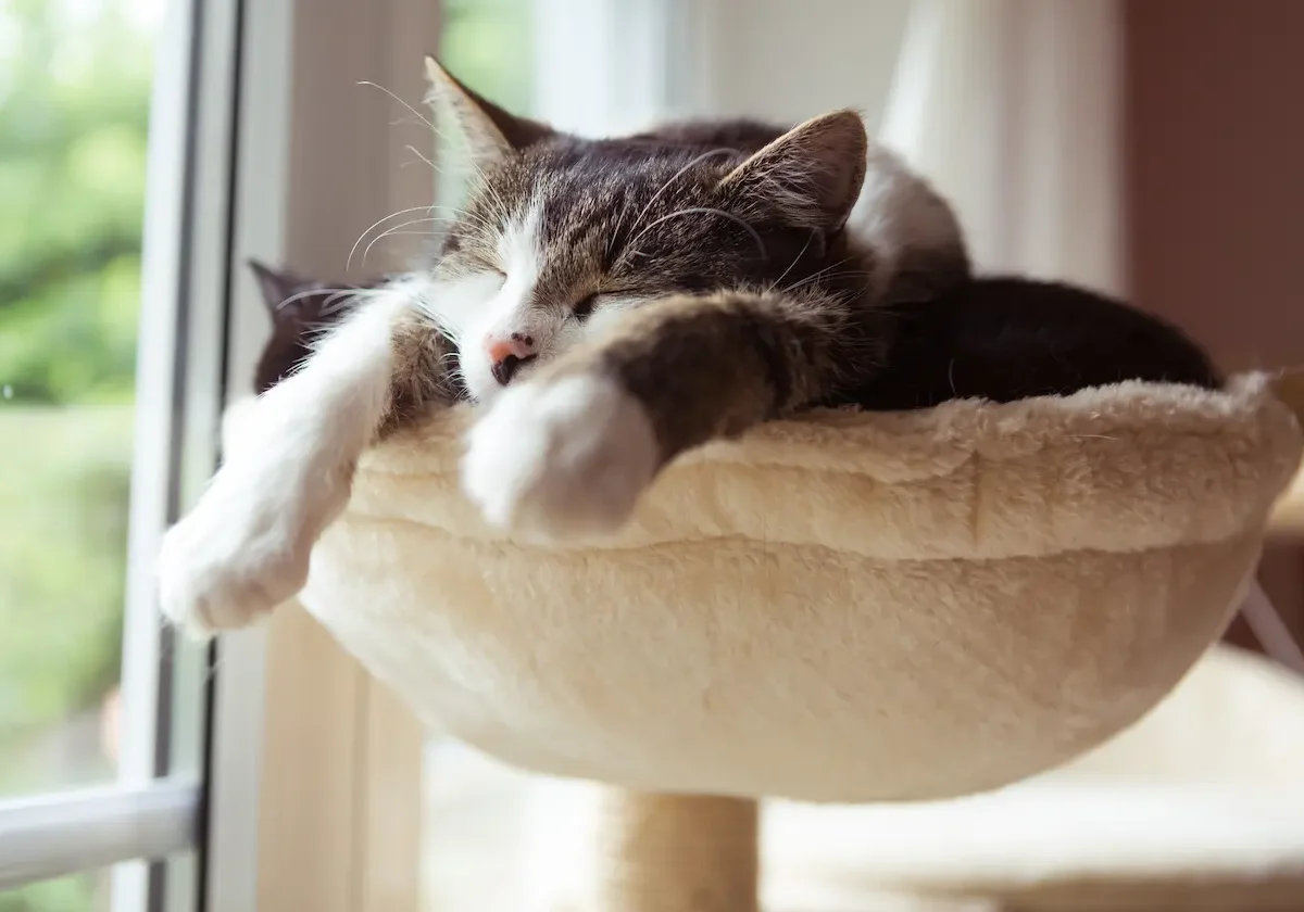 Allianz Katzenversicherung Grau-weiße Katze schläft ausgestreckt in einem runden Katzenbett am Fenster – Symbolbild für Allianz Katzenversicherung