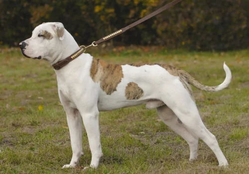 Ein weiß-braun gefleckter American Bulldog steht angeleint auf einer Wiese und blickt aufmerksam zur Seite.