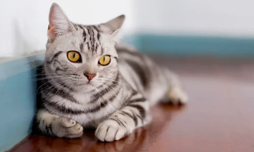 American-Shorthair American-Shorthair-Katze mit silber-schwarzem Fell liegt entspannt auf Holzboden an der Wand und blickt aufmerksam zur Seite.