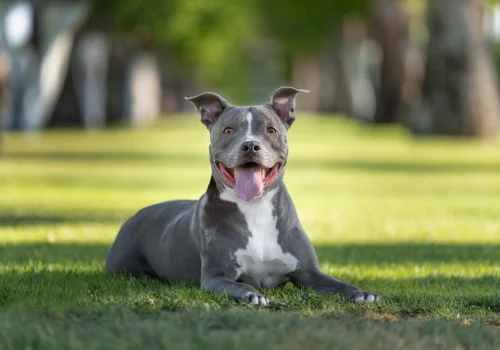 Ein American Staffordshire Terrier liegt entspannt im Park auf einer Wiese und schaut mit offenem Maul und heraushängender Zunge in die Kamera.