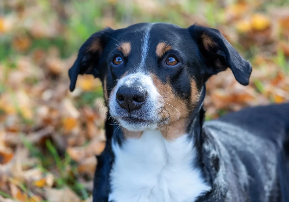 Appenzeller-Sennenhund Porträt eines Appenzeller Sennenhunds mit schwarzem, braunem und weißem Fell, der aufmerksam in die Kamera blickt.