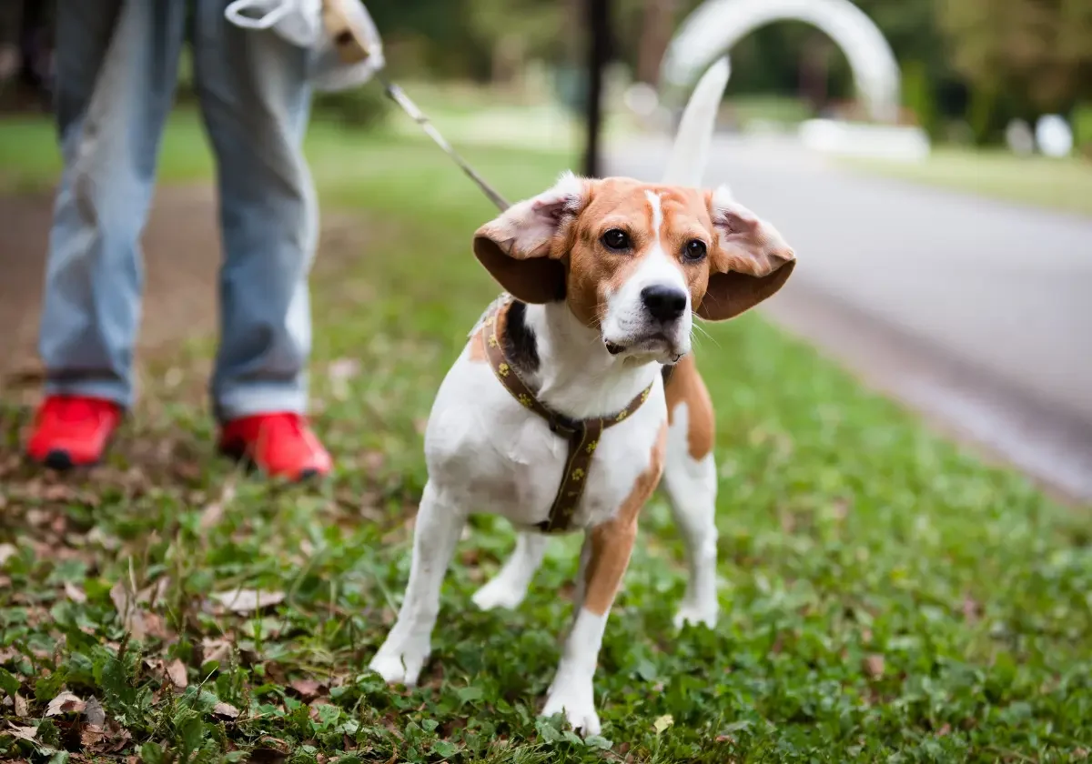 Ein Beagle mit flatternden Ohren wird beim Spaziergang an der Leine auf einem Weg geführt