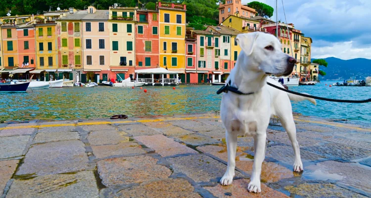 Weißer Hund an der Leine steht auf nassem Pflaster vor bunten Häusern an einem malerischen Hafen im Ausland.